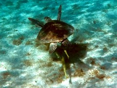 Green Sea Turtle (2.5')